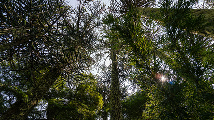 árbol, naturaleza, bosque, rocas, meditación, flores, verde