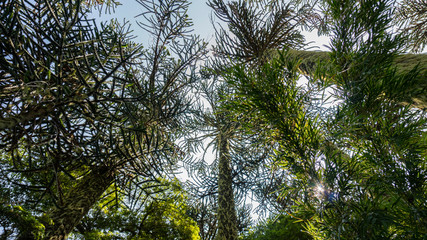 árbol, naturaleza, bosque, rocas, meditación, flores, verde