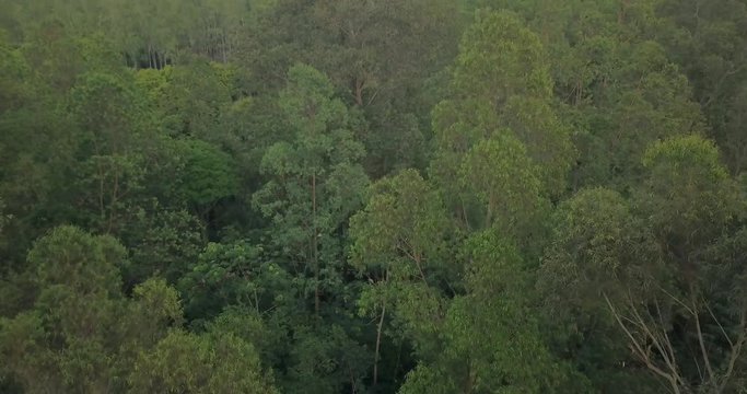 Aerial View of Green Deciduous Forest in Landscape of Paraguay