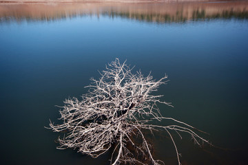 Lakeside and bare tree. Landscape photo.