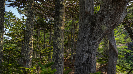 árbol, naturaleza, bosque, meditación, volcán, verde,montaña, asombro, sendero, trekking, caminata, senderismo, de naturaleza, araucaria, milenario, contemplación