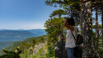 árbol, naturaleza, bosque, meditación, volcán, verde,montaña, asombro, sendero, trekking, caminata, senderismo, de naturaleza, araucaria, milenario, cielo, contemplación, mujer, pensativa, bastón