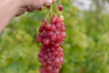 man hand holding bunch of red grapes