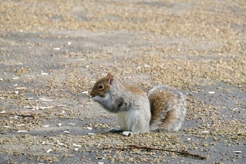 Feeding squirrel in Valentines Park, Ilford, London, UK