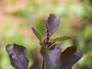 Holy basil new flower and leafs early summer violet color