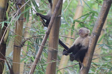 Capuchin monkey family in the tropical forest