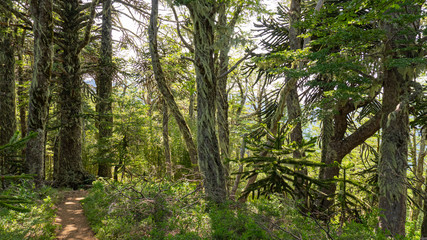 Obraz premium árbol, naturaleza, bosque, meditación, volcán, araucaria,montaña, asombro, sendero, trekking, caminata, senderismo, de naturaleza, araucaria, milenario, cielo, contemplación, volcanes
