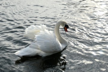 White swan on the water