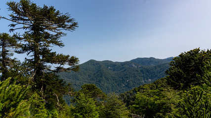  árbol, naturaleza, bosque, meditación, volcán, araucaria,montaña, asombro, sendero, trekking, caminata, senderismo, de naturaleza, araucaria, milenario, cielo, contemplación, volcanes