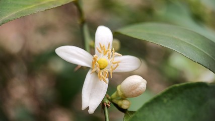 Lemon flower macro shot well focused blurred background