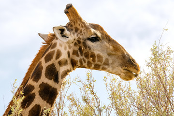 Südafrika