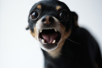 Close-up angry little black dog of toy terrier breed on a white background.Selective focus.