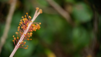 Anther and stigma of Hibiscus with blurred background