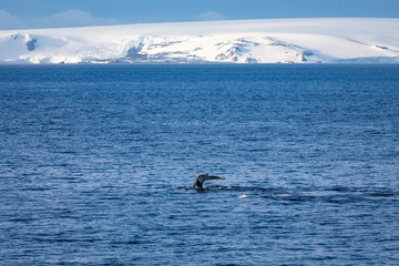 Fototapeta premium Humpback whale Antarctica