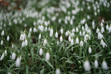 Close up of blooming spring blossom snow drop snowdrop (Galanthus Nivalis) 