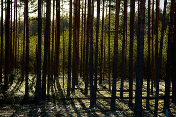 Winter sunny day in a pine forest, Russia.