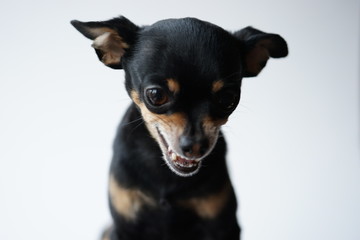 Close-up angry little black dog of toy terrier breed on a white background.Selective focus.