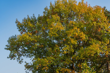 Huge red oak Quercus rubra against blue sky. Green and yellow leaves at sunset. Autumn landscape. Nature concept for design.