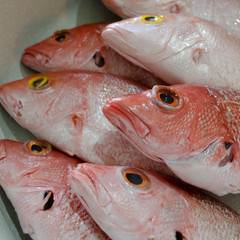Catch of the day: red snappers 