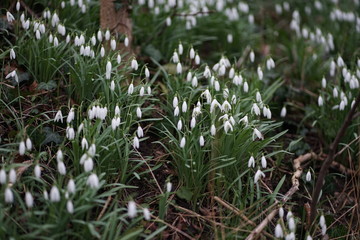 Wide field of blooming spring blossom snow drop snowdrop (Galanthus Nivalis) 