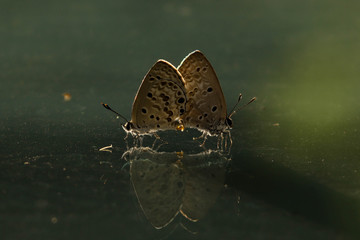 Butterflies on glass