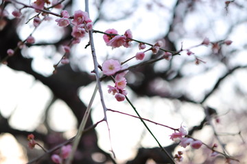 大阪城公園　大阪　日本