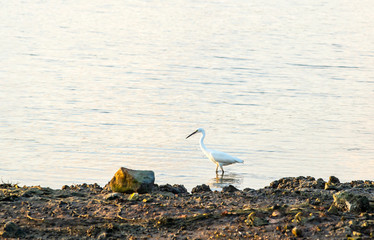 Javan Pond-Heron, who were looking for food in the sea in the evening, Thailand