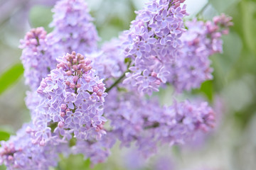 Blossoming lilac flowers. Violet and purple spring background. Lilac bush