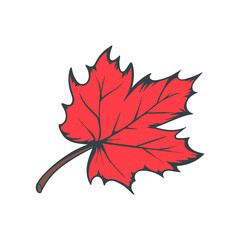 Red maple leaf. Vector illustration isolated on white background.