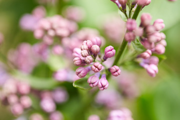 Barely blooming lilac flowers. Violet and purple spring background. Sprig of lilac