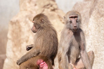 Two baboons together on a rock