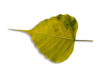 Green and yellow leaves blurred with a white patterned background.