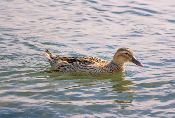 Brown mallard duck floating on calm sea water surface. 