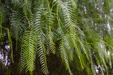Branches of green tree in fishbone shape background. Summer fern nature background