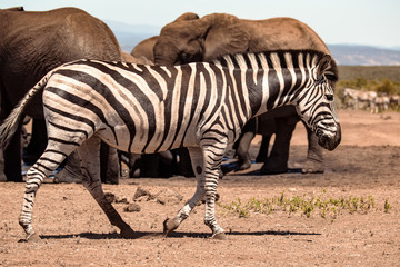 Fototapeta na wymiar Zebra vor Elefantenherde