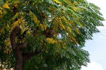 Autumn green and yellow leaves in forest tree
