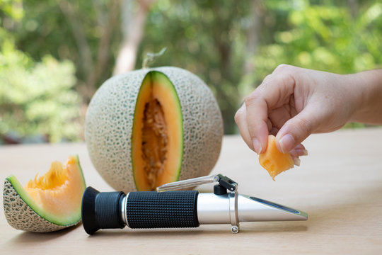 Farmer measures the sugar content of the organic melon with Brix refractometer