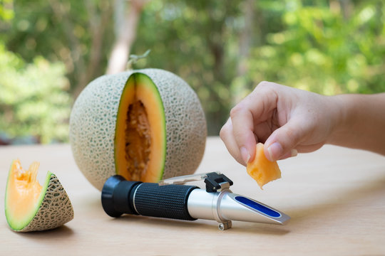 Farmer measures the sugar content of the organic melon with Brix refractometer