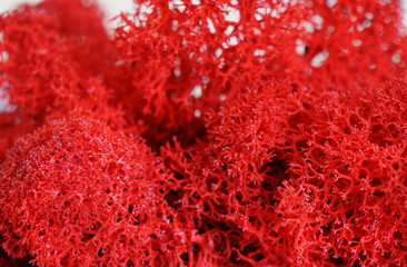 red moss texture closeup for background and lettering