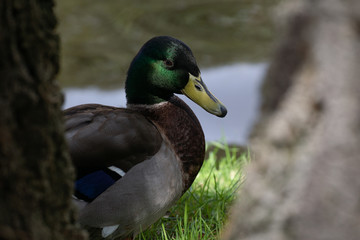 Fototapeta premium Mallard male in a garden