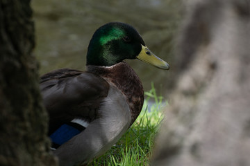 Mallard male in a garden