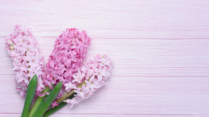 Macro closeup view of Hyacinth Pink Spring flowers on light pink background. Texture. concept of holiday, celebration, women day. Mother day