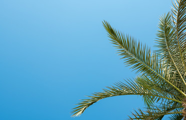 Green palm tree in summer blue sky with copy space background.