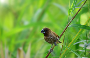 The scaly-breasted munia or spotted munia (Lonchura punctulata) in the wild with a blur background. Little bird in the field