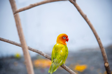 beautiful  parrot lovebird isolated on white background