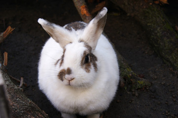 Cute white fluffy rabbit on outdoor