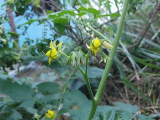 Tomato flowers