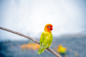 beautiful  parrot lovebird isolated on white background © nopporn