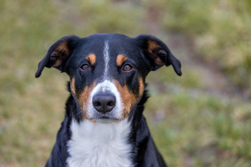 Portrait of an Appenzeller Sennenhund