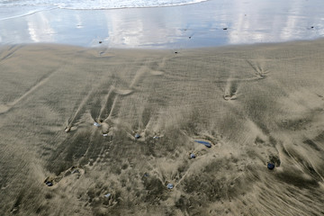 Petroleum contaminated sandy sea shore ecosystem damage,pollution cilento italy 